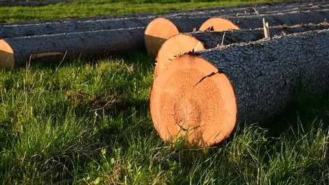 Wood close up Stock Footage 108139031