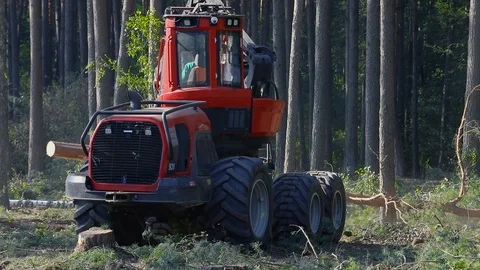 The wood combine harvester processes the pine, the harvester cuts the tree into Stock Footage 101656509