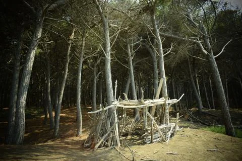 Wood construction, Pine trees and pinewood forest on the seaside, Beach and s Stock Photos