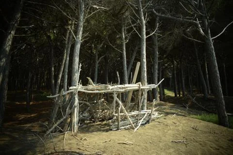 Wood construction, Pine trees and pinewood forest on the seaside, Beach and s Stock Photos
