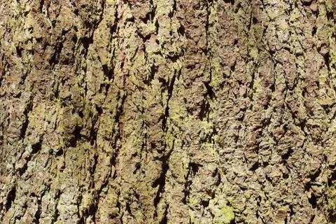 Wood cortex closeup Stock Photos