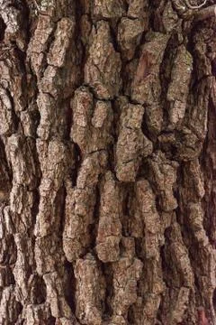 Wood cortex texture on a tree Stock Photos