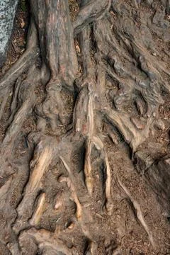 Wood cortex texture on a tree Stock Photos