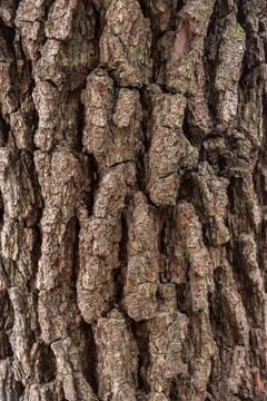 Wood cortex texture on a tree Stock Photos