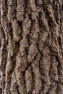 Wood cortex texture on a tree Stock Photos