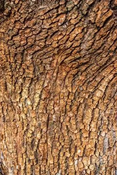 Wood cortex texture on a tree Stock Photos