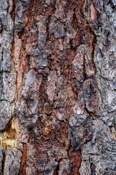 Wood cortex texture on a tree Foto stock