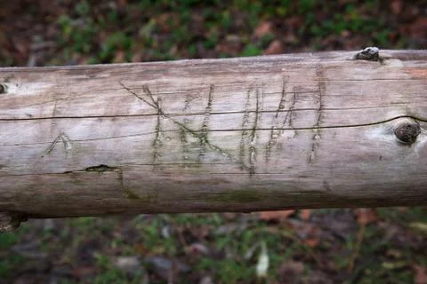 Wood Count Stock Photos