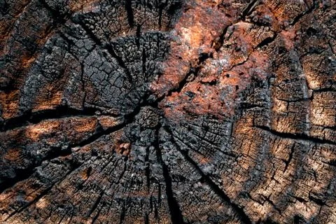 Wood with cracks. Stock Photos
