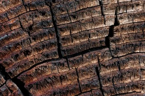 Wood with cracks. Stock Photos