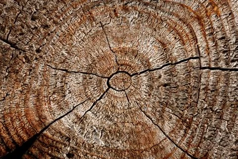 Wood with cracks. Stock Photos