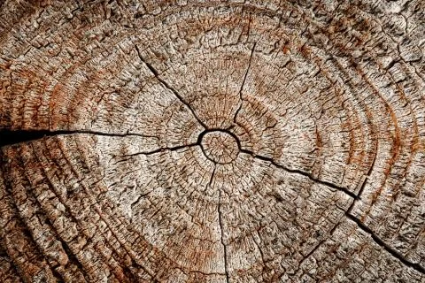Wood with cracks. Stock Photos