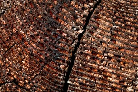 Wood with cracks. Stock Photos