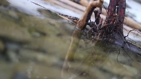 Wood in Creek Stock Footage 79576781
