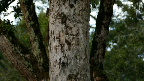 Wood creeper climbing on side of tree in deep Costa Rican forest Stock Footage 126805527