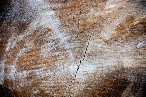 Wood cross section background Stock Photos