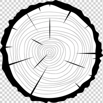 Wood cross section: Circular pattern of tree rings radiating from the cente.. Stock Illustration