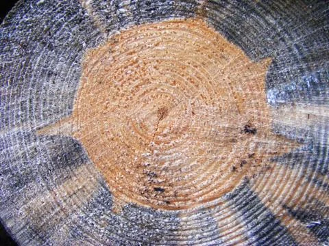 Wood cut gradient texture Stock Photos