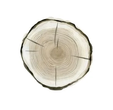 Wood cut. Pine tree slice. Nature painted textures. Detail for pattern, card Stock Illustration