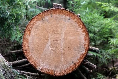 Wood cut surface. Stock Photos