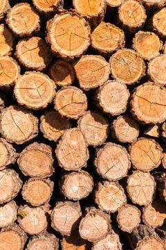Wood cut texture background Stock Photos