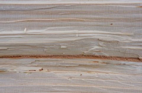 Wood cut texture Stock Photos
