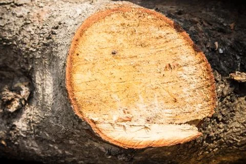 Wood cutted Stock Photos