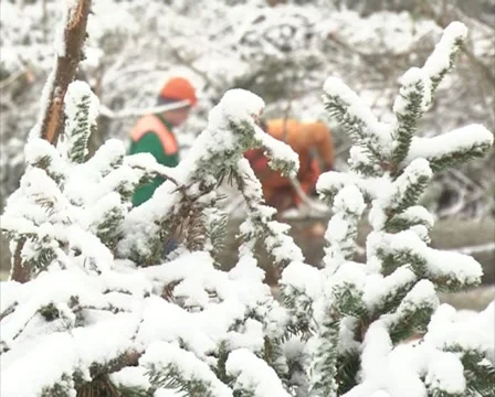 Wood cutter cut tree zoom Stock Footage