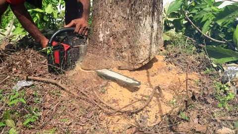 A wood cutter or lumberjack Stock Footage 155545667