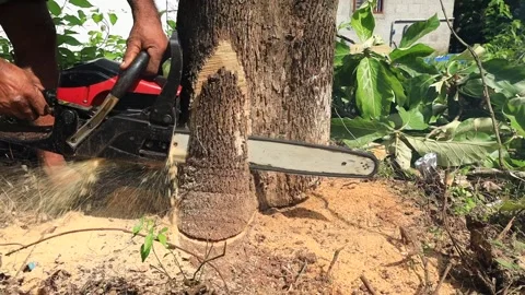A wood cutter or lumberjack Stock Footage 155546403