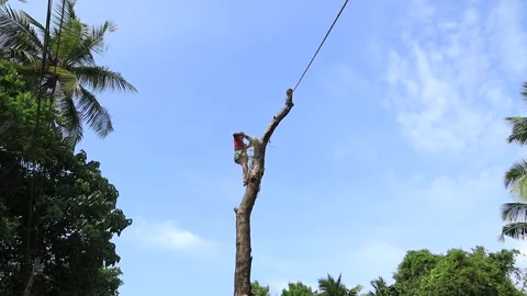 A wood cutter or lumberjack Stock Footage 155547809