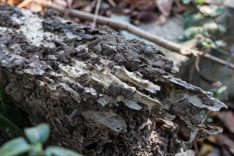 Wood decay from termite Stock Photos