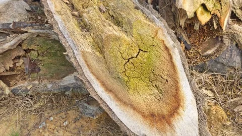 Wood decaying texture Stock Footage 347351969