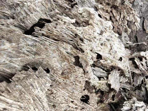 Wood decaying texture Stock Photos