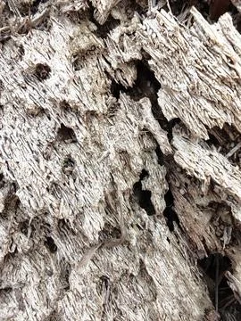 Wood decaying texture Stock Photos