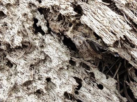 Wood decaying texture Stock Photos