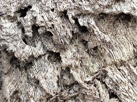 Wood decaying texture Stock Photos