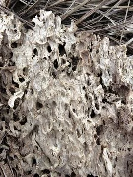 Wood decaying texture Stock Photos