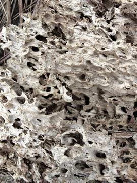 Wood decaying texture Stock Photos