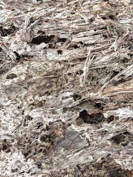 Wood decaying texture Stock Photos