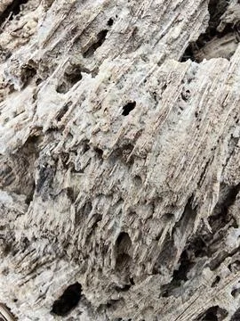 Wood decaying texture Stock Photos