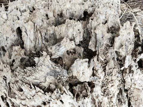 Wood decaying texture Stock Photos