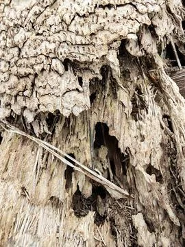 Wood decaying texture Stock Photos