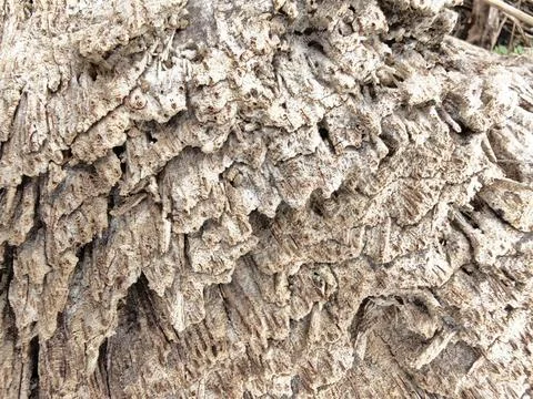 Wood decaying texture Stock Photos
