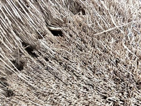 Wood decaying texture Stock Photos