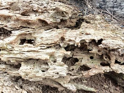 Wood decaying texture Stock Photos