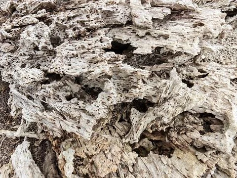 Wood decaying texture Stock Photos