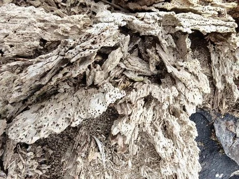 Wood decaying texture Stock Photos