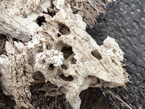 Wood decaying texture Stock Photos
