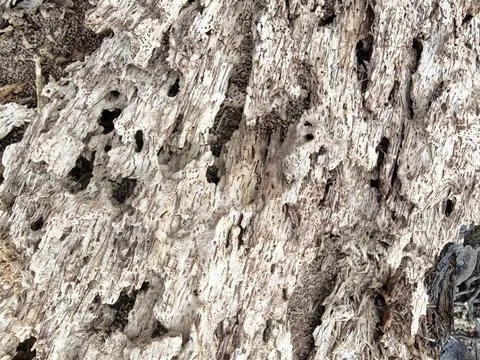 Wood decaying texture Stock Photos